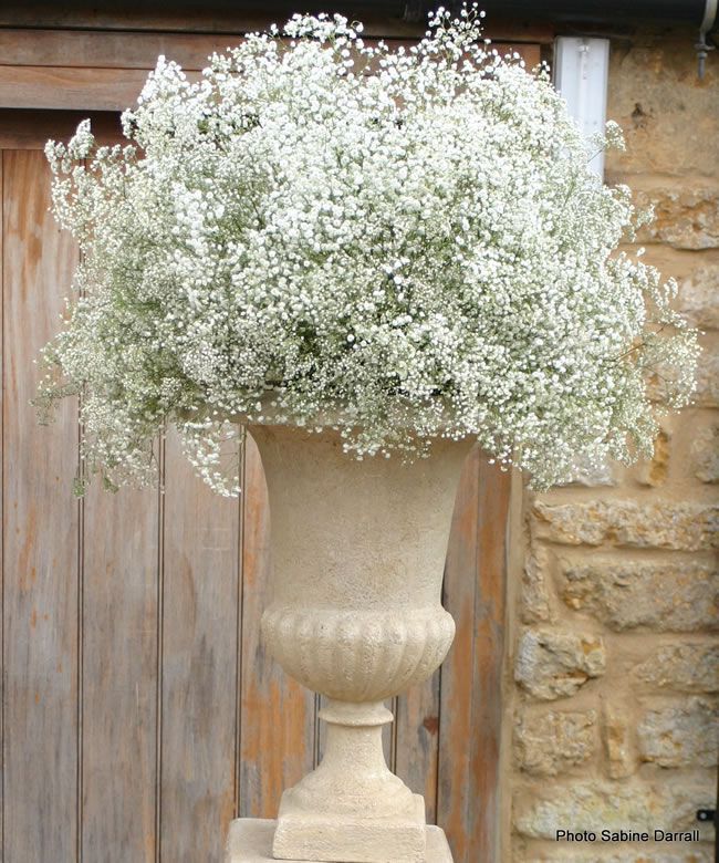 large vase of gypsophila scented weddings