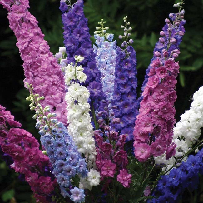 delphinium Wedding Flowers by Season: Your Ultimate Guide to Seasonal Wedding Flowers