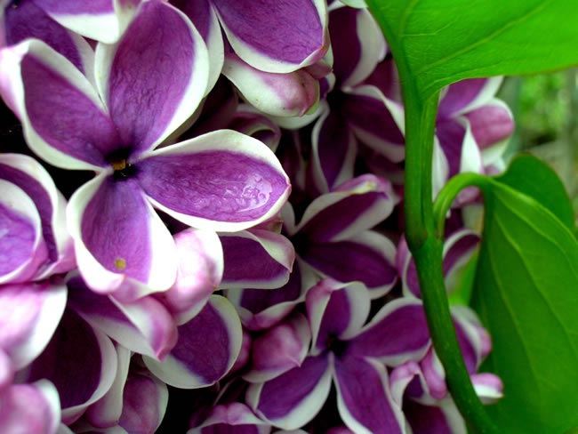 lilac Wedding Flowers by Season: Your Ultimate Guide to Seasonal Wedding Flowers