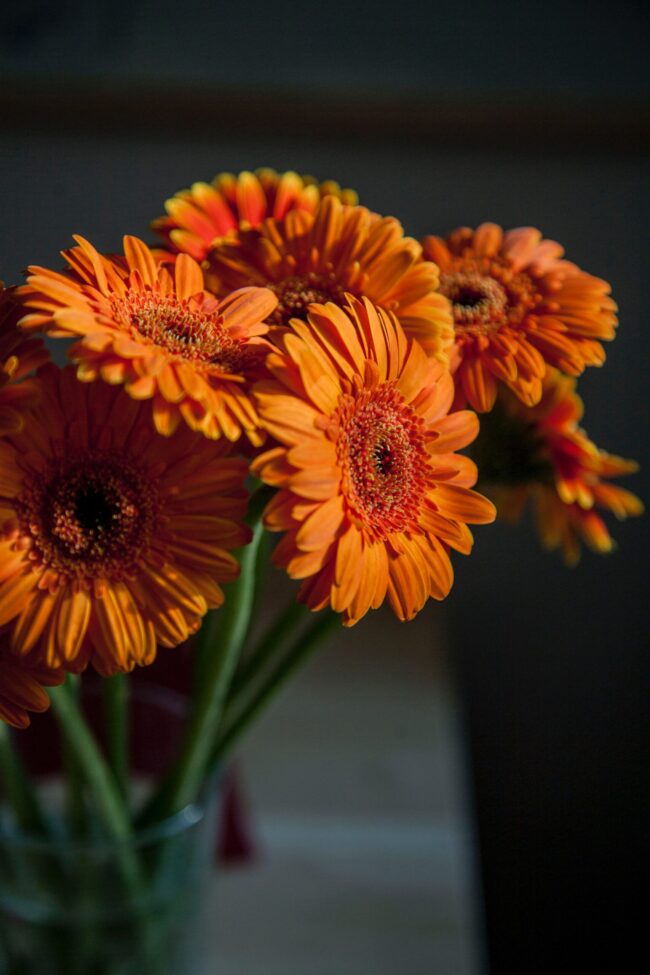 flowers-by-season-gerberas