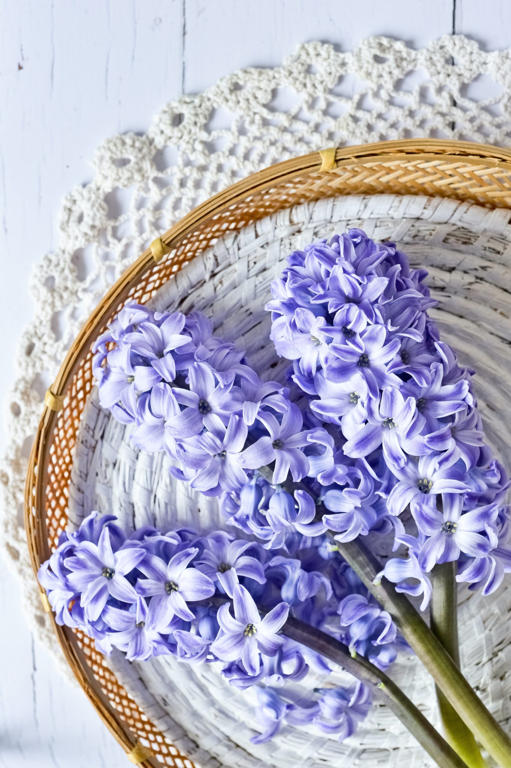 flowers-by-season-hyacinth