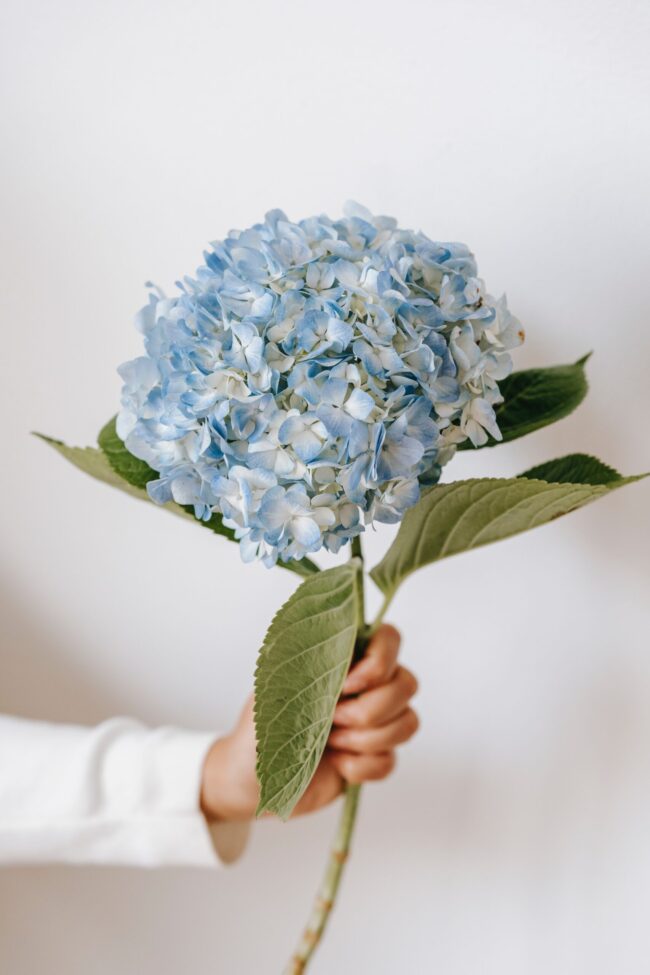 seasonal-wedding-flowers-Hydrangea